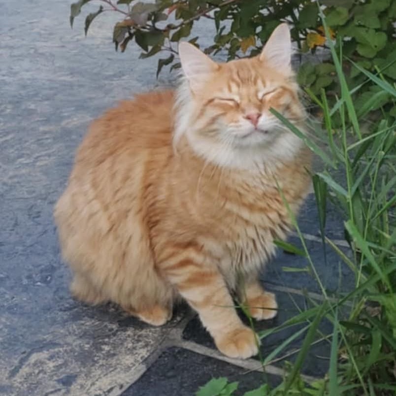 Gir
