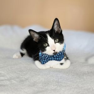 Checkers, Baby Male Domestic Short Hair