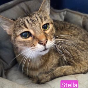 Stella, Senior Female Domestic Short Hair