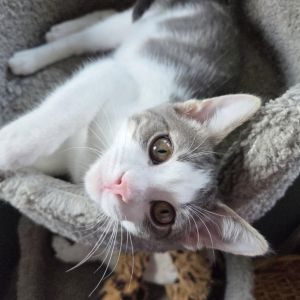Jaguar, Baby Male Domestic Short Hair