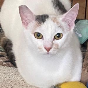 Meet Harper Harper is a kitten with a gentle heart and a quiet charm While she