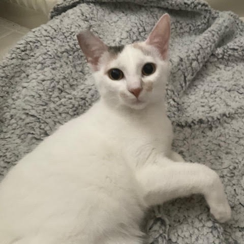 Harper