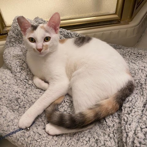 Harper