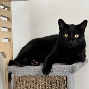 Haroun is a sweet and cuddly teen turning adult cat While he may run away at fi