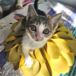 Maddie was rescued from the streets at just a few weeks old with her young Mama and the rest of