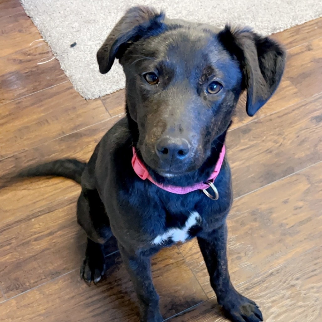 Mamba - Smart, Energetic Girl! Adopt $50!