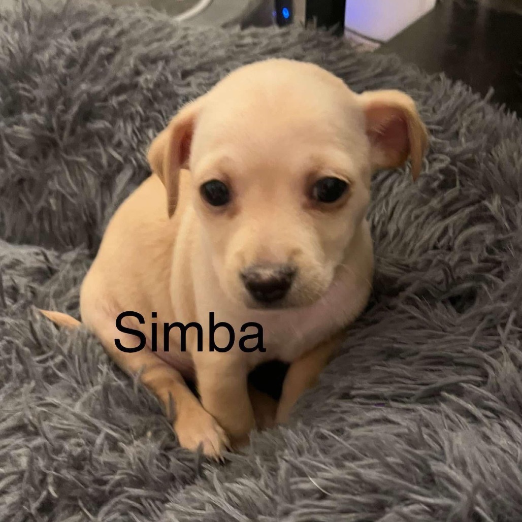 Simba