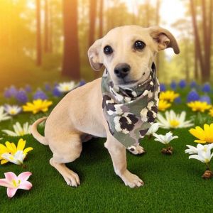Simba, Young Male Chihuahua