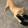 Simba photo 5