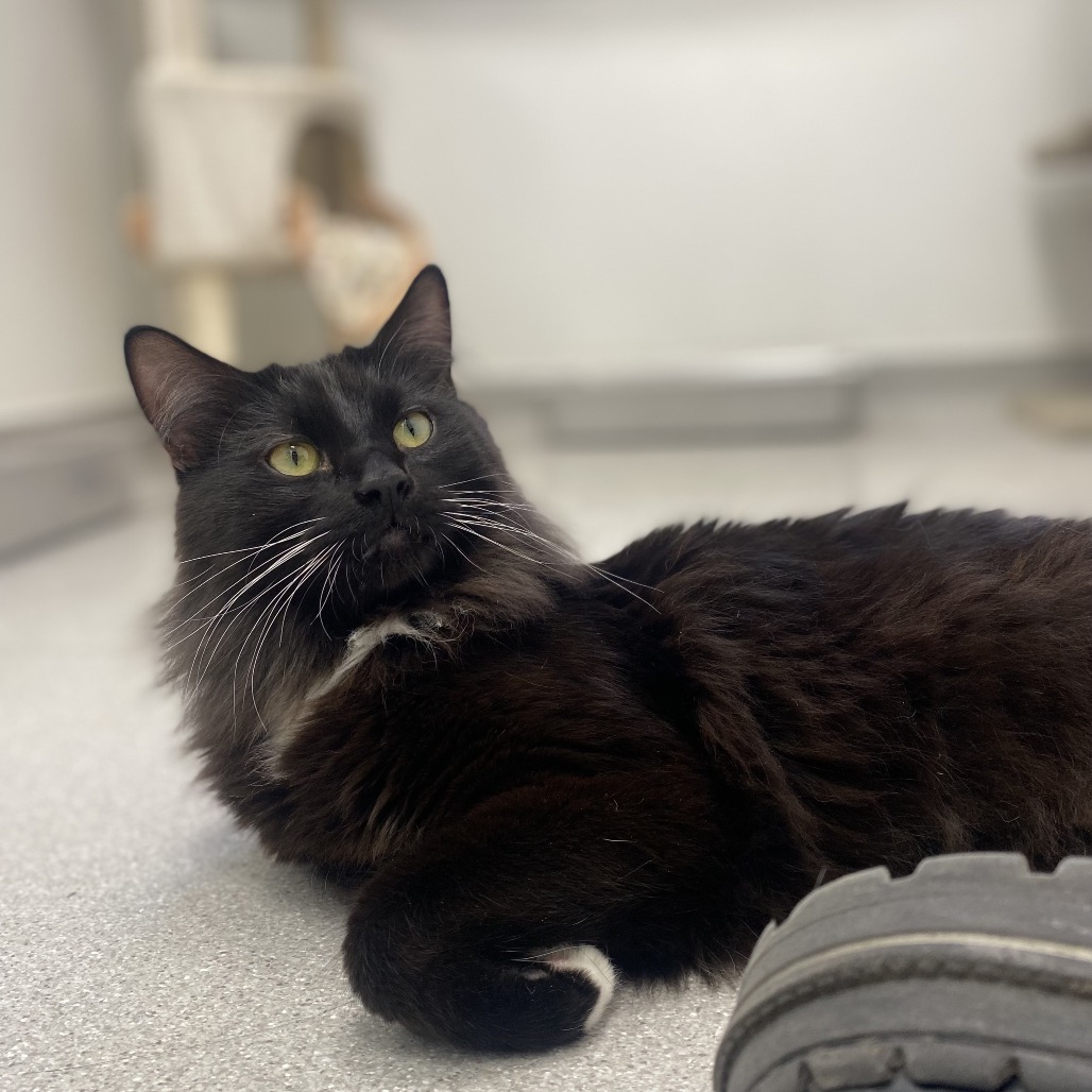 Loki