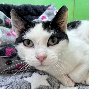 Mootilda, Young Female Domestic Short Hair