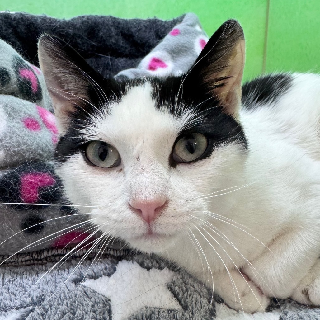 Mootilda, an adoptable Domestic Short Hair in Zimmerman, MN, 55398 | Photo Image 1