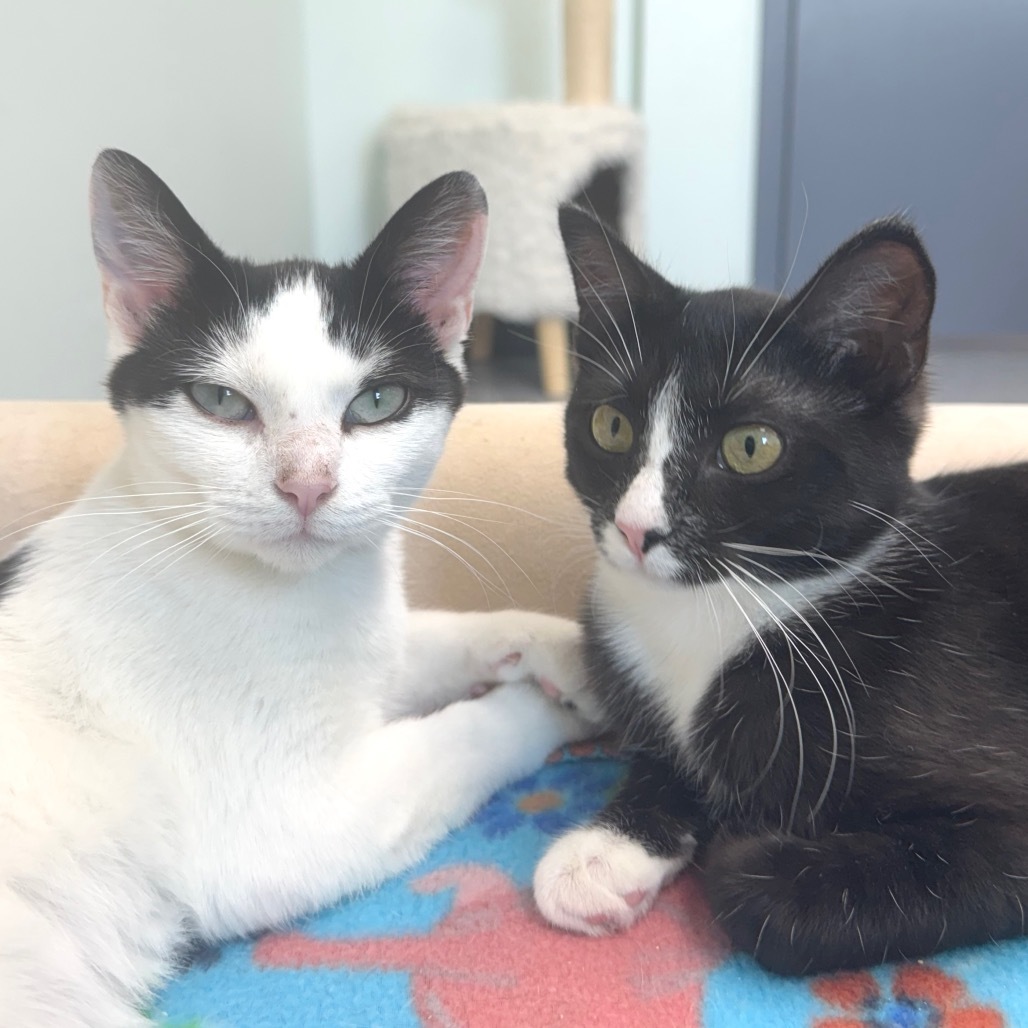 Mootilda, an adoptable Domestic Short Hair in Zimmerman, MN, 55398 | Photo Image 2