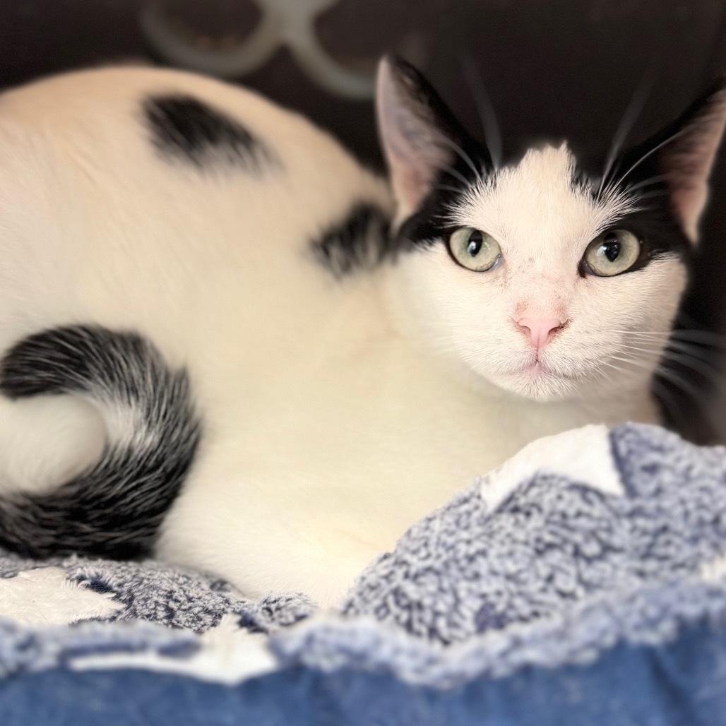 Mootilda, an adoptable Domestic Short Hair in Zimmerman, MN, 55398 | Photo Image 3