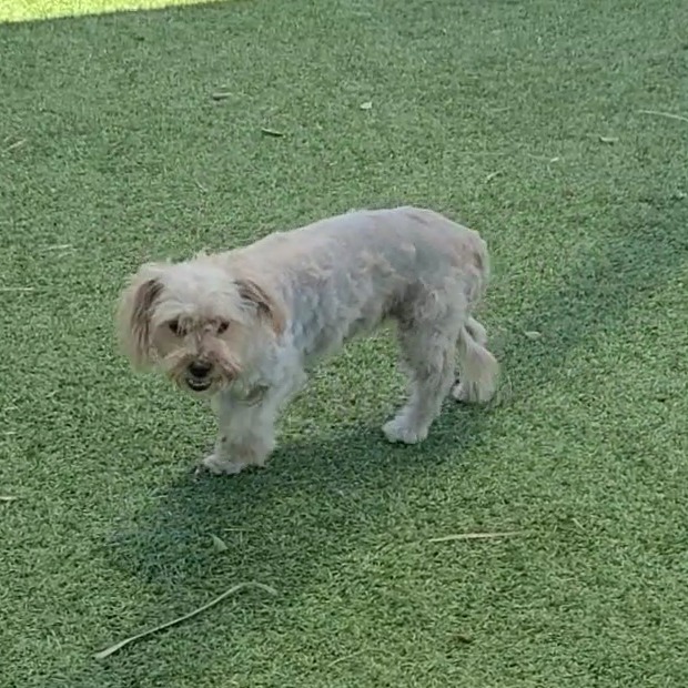 Estrella