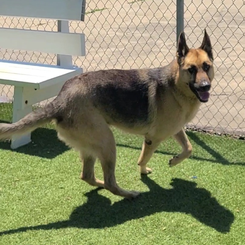 Zeus