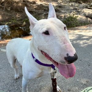 Emma, Adult Female unknown