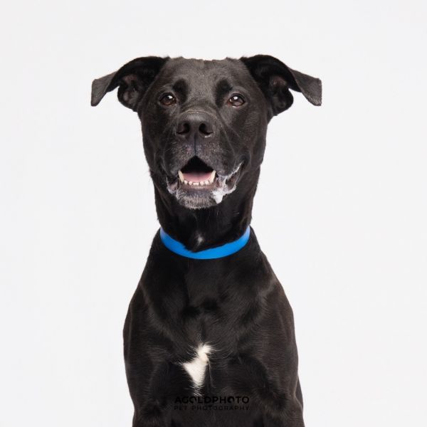 Buddy photo 1