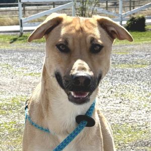 About me -Im a sweet goofy gal who just had a litter of puppies Theyve all found their furever 