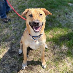 About me -Im a sweet goofy gal who just had a litter of puppies Theyve all found their furever 