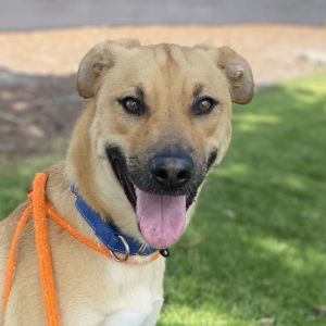 About me -Im a sweet goofy gal who just had a litter of puppies Theyve all found their furever 