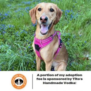 Bloom D14207 (Sponsored), Adult Female Foxhound