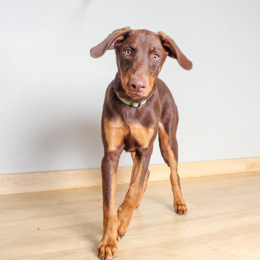 Dobby D65064