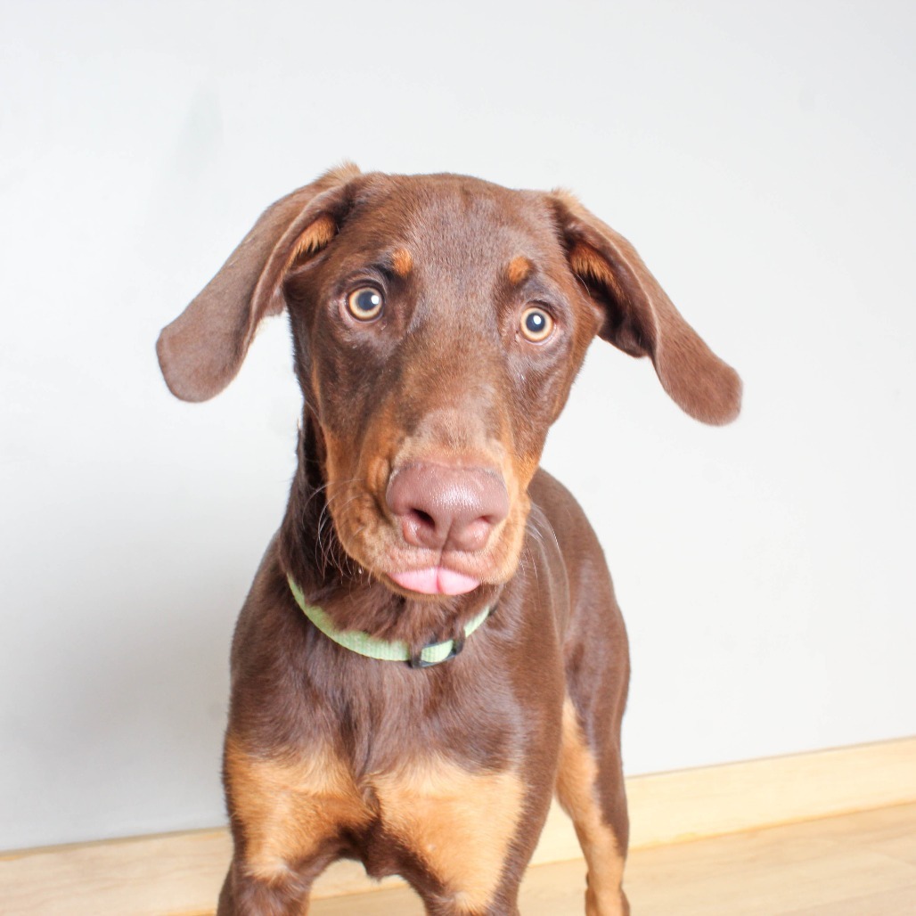 Dobby D65064