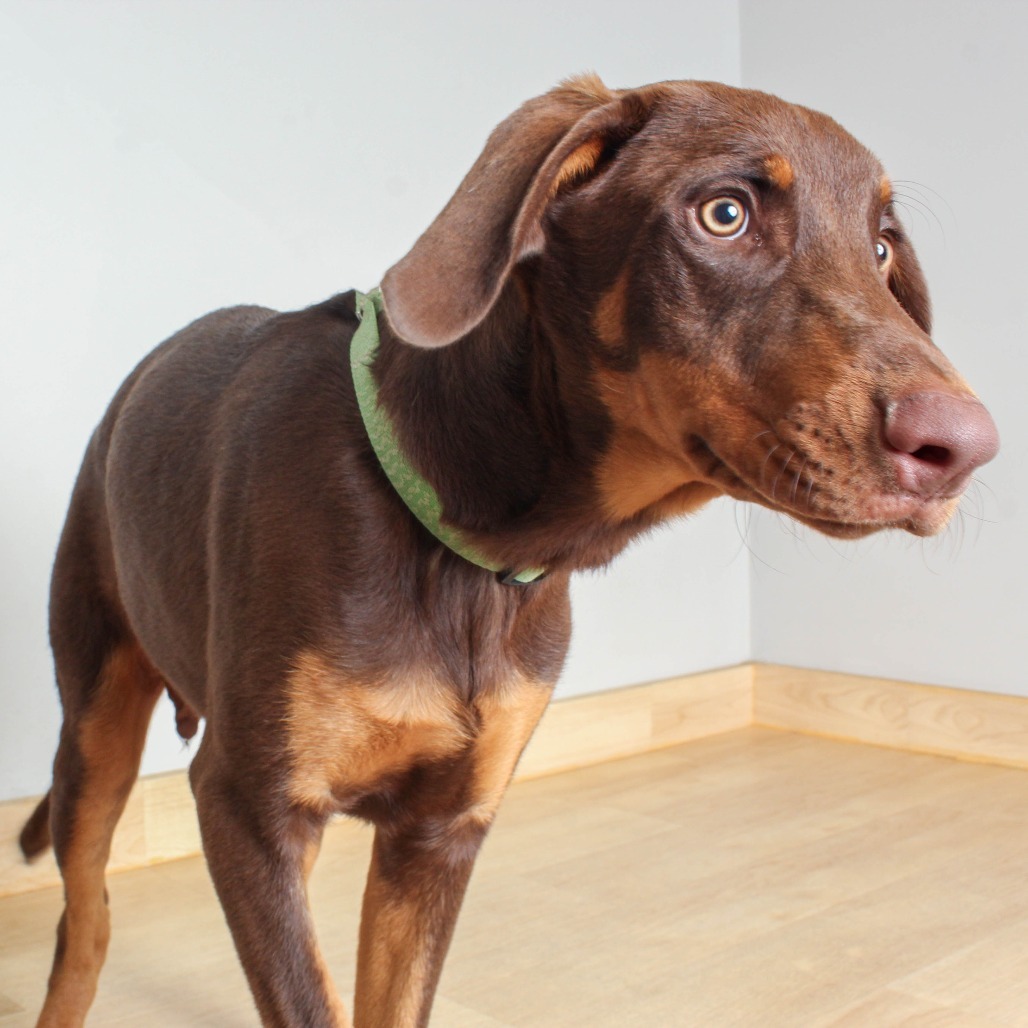 Dobby D65064