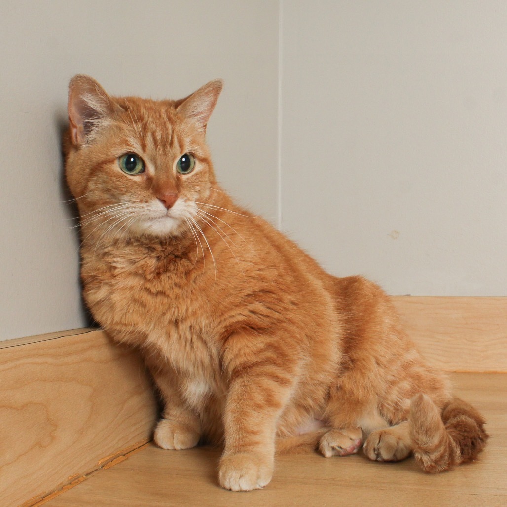 Kitty Cat C65088