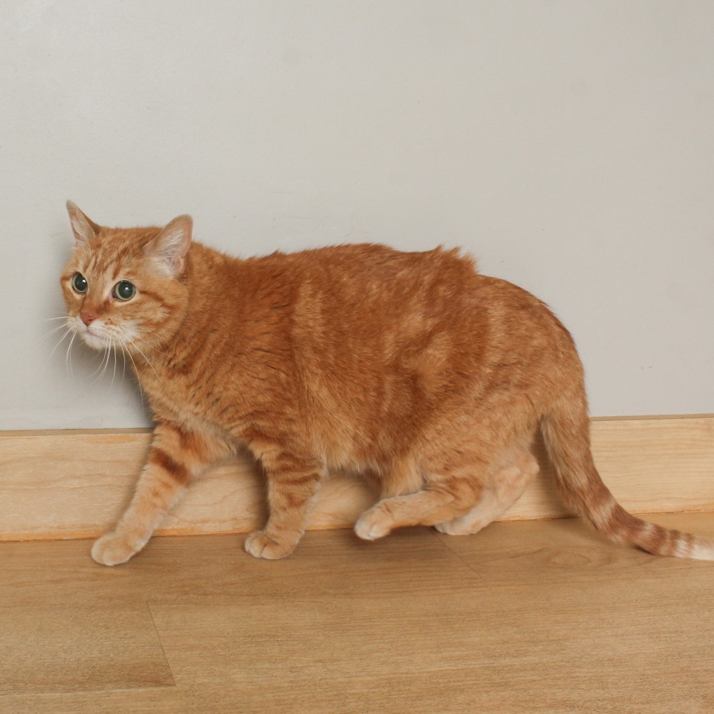 Kitty Cat C65088