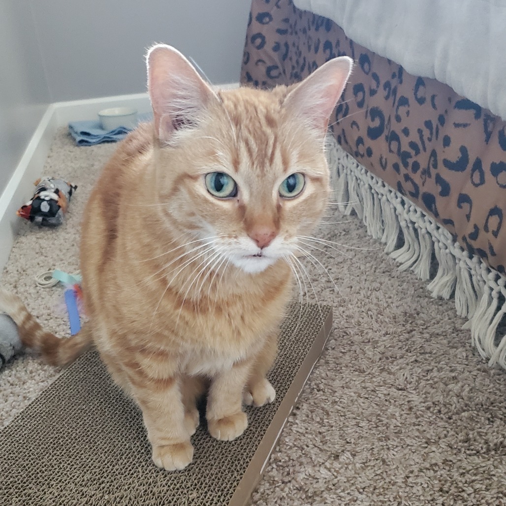 Kitty Cat C65088