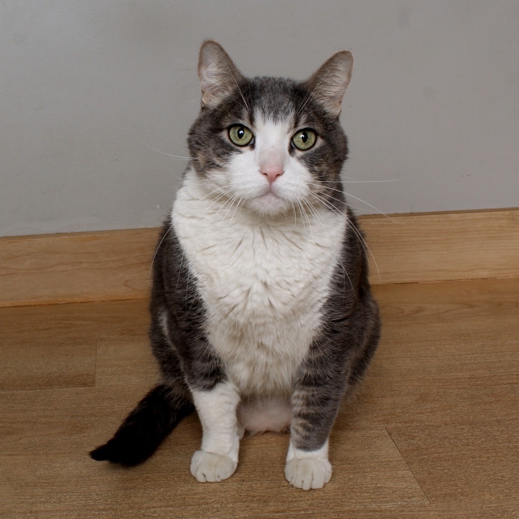 Jambalaya Jones (bonded with Faheeta Jones) C64351