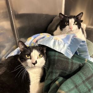 Oscar has the pink nose Piper has the black nose they are both 9 years old Oscar is a sweet