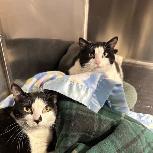 Oscar has the pink nose Piper has the black nose they are both 9 years old Oscar is a sweet