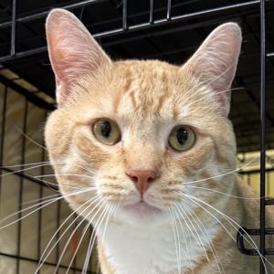 Bubbies is a curious and playful 7-year-old male orange tabby with a friendly and affectionate natur
