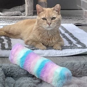 This resilient young man survived the devastating fire at Happy Cat Sanctuary a tragedy that change