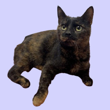 Adeline, an adoptable Domestic Short Hair in Tuscaloosa, AL, 35401 | Photo Image 1