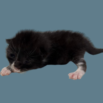 Ravi, an adoptable Domestic Short Hair in Tuscaloosa, AL, 35401 | Photo Image 1