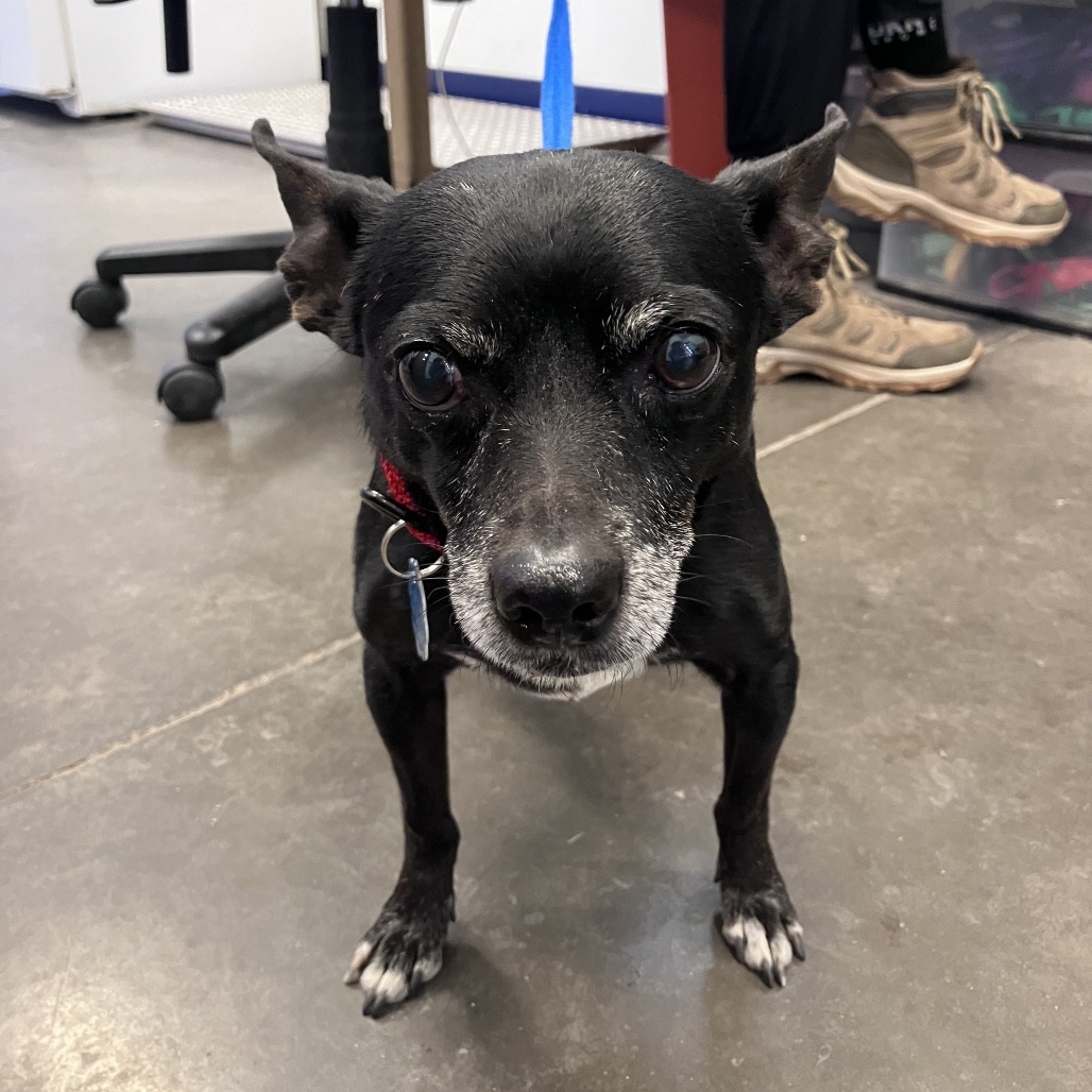 Jimmy, an adoptable Chihuahua in Show Low, AZ, 85901 | Photo Image 1