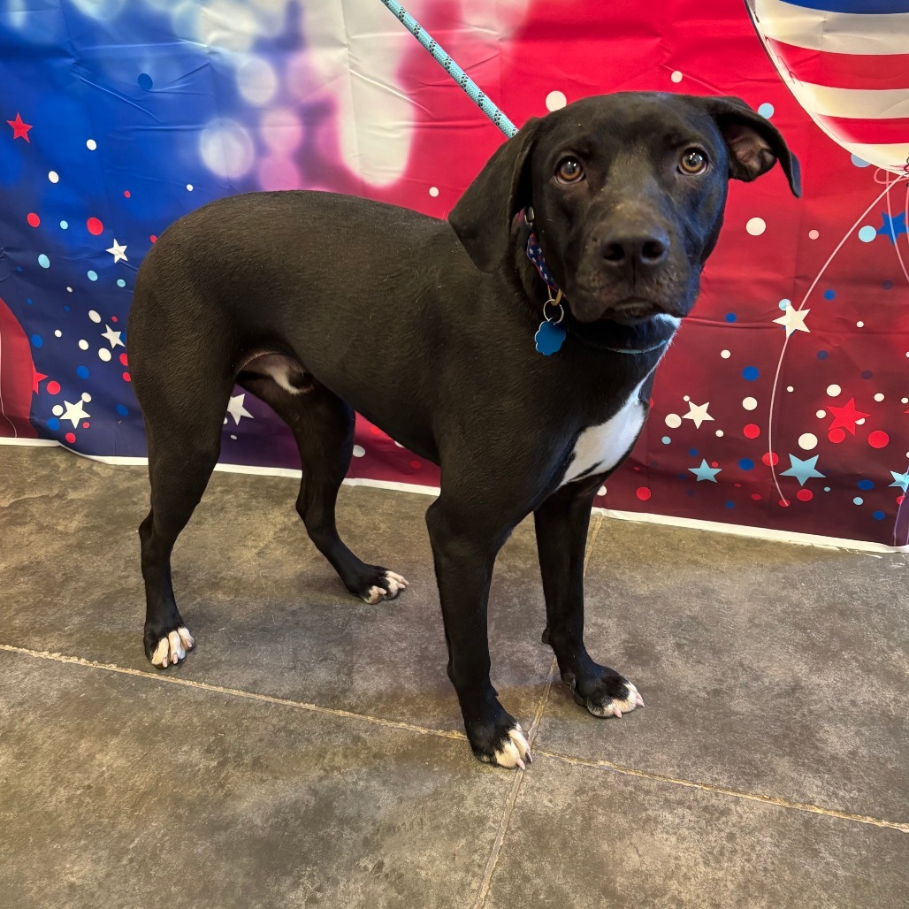 Jager, an adoptable Labrador Retriever, Mixed Breed in Show Low, AZ, 85901 | Photo Image 1