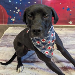 Jager, Young Male Labrador Retriever