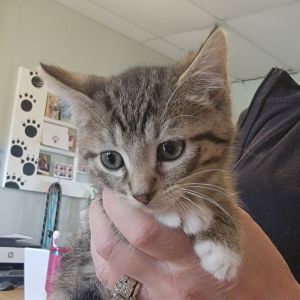 Aboo, Baby Male Domestic Short Hair