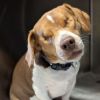 Dixie **Off-Site Foster Home** photo 2