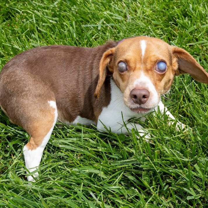 Dixie **Off-Site Foster Home**