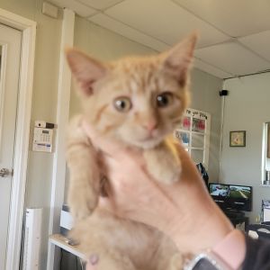 Fauna, Baby Female Domestic Short Hair