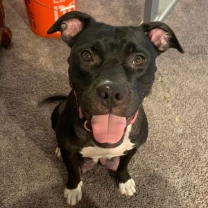 Mumsy, Adult Female Pit Bull Terrier