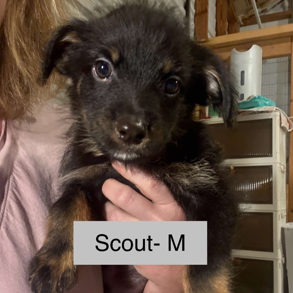 Scout Wanderlust