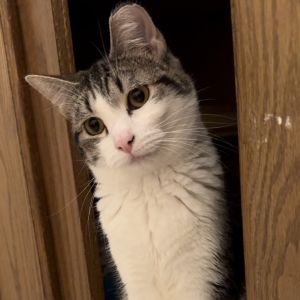 Snow White - Home to Home, Adult Female Domestic Medium Hair