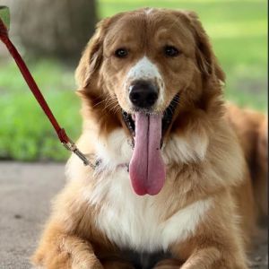 Basil - Home to Home, Adult Female unknown